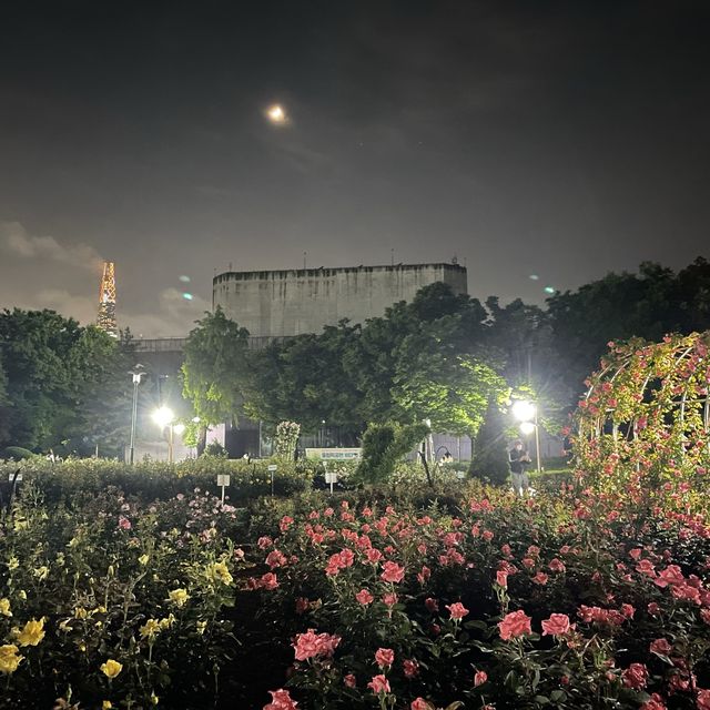 밤에도 예쁜 매력적인 장미공원🌹