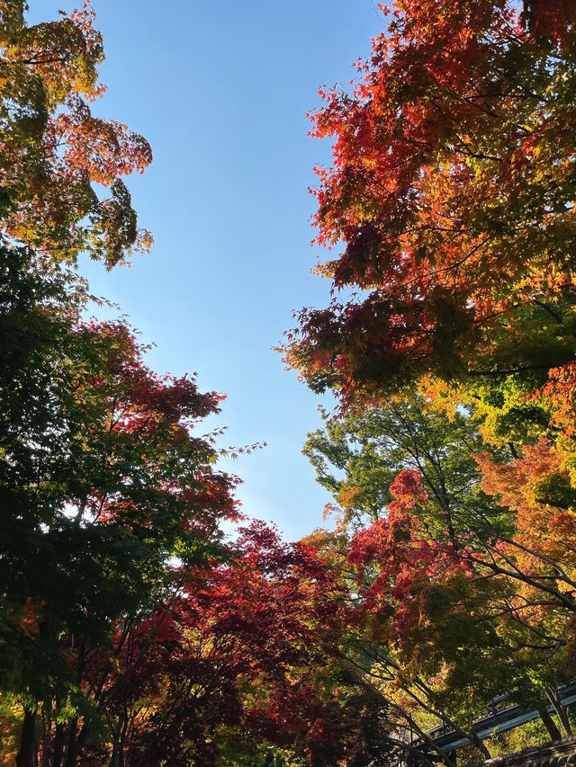 서울 근교 단풍 명소 추천:: 곤지암 화담숲