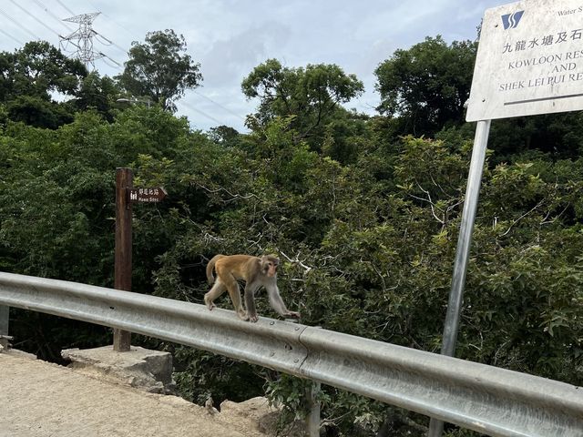 馬騮滿山的金山郊野公園