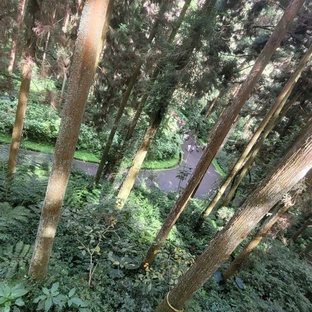 溪頭 