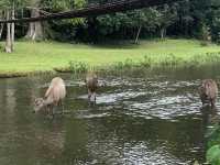 khao yai national park 