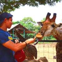 ⭐🦁สวนสัตว์เขาใหญ่🐢🐊🦓🦒🦜