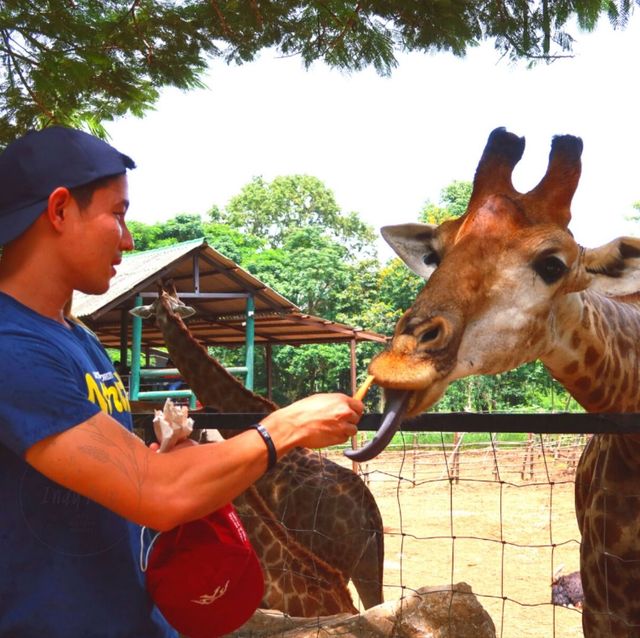 ⭐🦁สวนสัตว์เขาใหญ่🐢🐊🦓🦒🦜