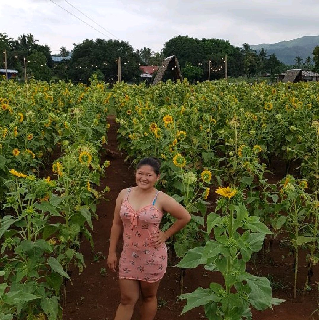 Sunflower Farm Rizal Best Flower Site