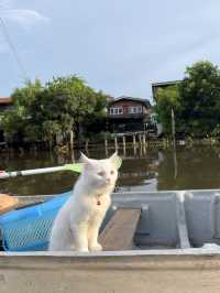 ที่พักหลักร้อย ย้อนวัย ปล่อยใจไปกับแมว