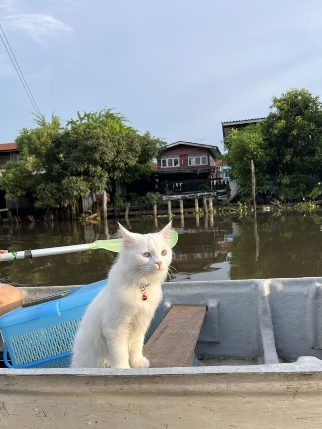ที่พักหลักร้อย ย้อนวัย ปล่อยใจไปกับแมว