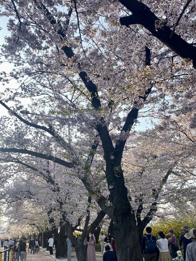 여의도 벚꽃 데이트 명소🌸[윤중로]