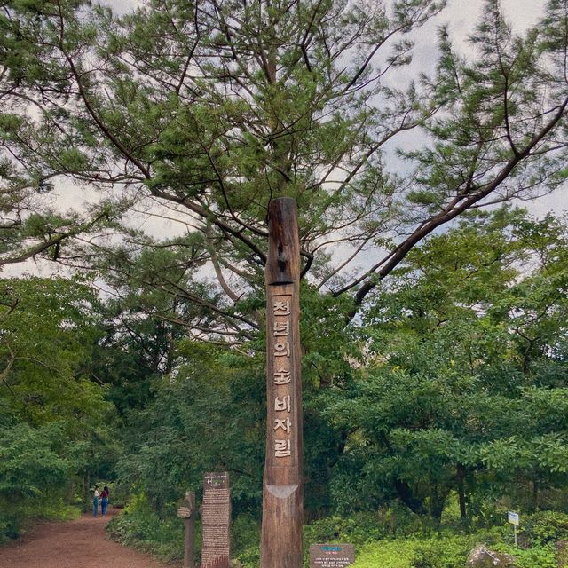 제주 산책길 추천 “비자림”