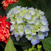 賞花好去處😍寶康公園隱世之處