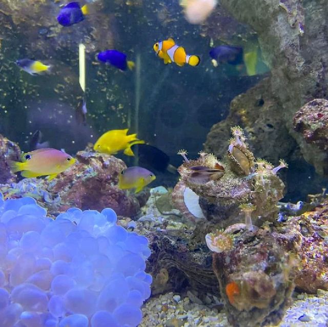 Aquaria Phuket