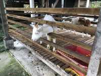 AUDI DREAM FARM (Balik Pulau)