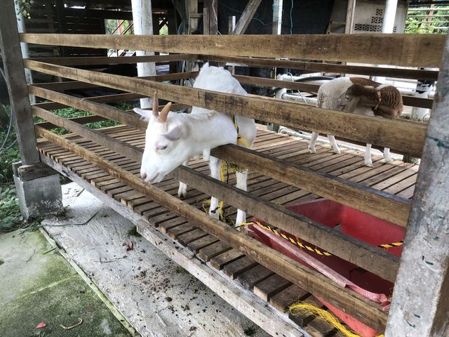 AUDI DREAM FARM (Balik Pulau)