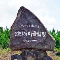 🌵 손바닥 선인장의 자생지, 월령선인장마을
