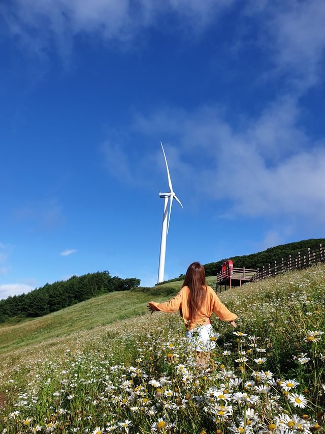 한국의 스위스, 데이지가 피어나는 곳🌼