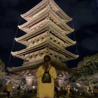【京都】東寺のライトアップ♡