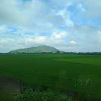 An Giang, Rừng Trà sư