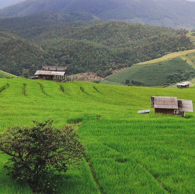 บ้านป่าบงเปียง สัมผัสสีเขียว สีสันแห่งธรรมชาติ