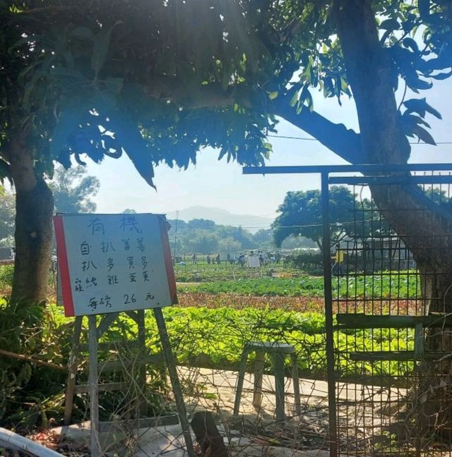 錦田鄉村俱樂部，任摘士多啤梨，大草地逛奔