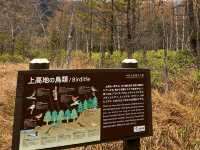 上高地⛰️日本阿爾卑斯上的絕色美景