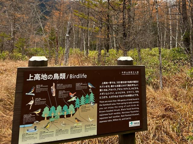 上高地⛰️日本阿爾卑斯上的絕色美景
