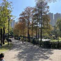 紅葉🍁打卡（青衣公園）市區內既紅葉交通超方便