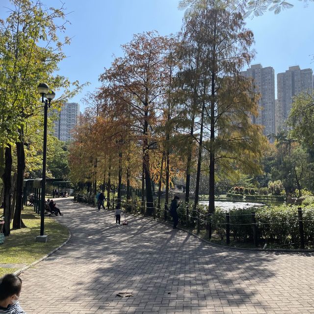 紅葉🍁打卡（青衣公園）市區內既紅葉交通超方便