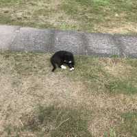 猴硐貓村