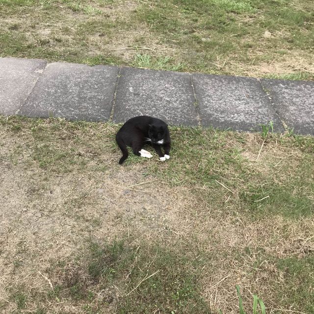 猴硐貓村