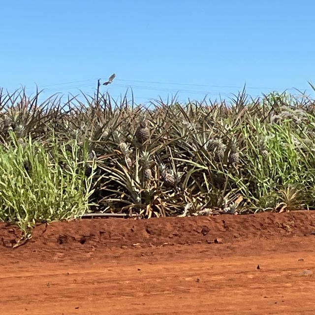 pineapples galore at the dole plantation