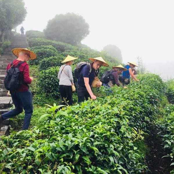 Guilin tea garden 