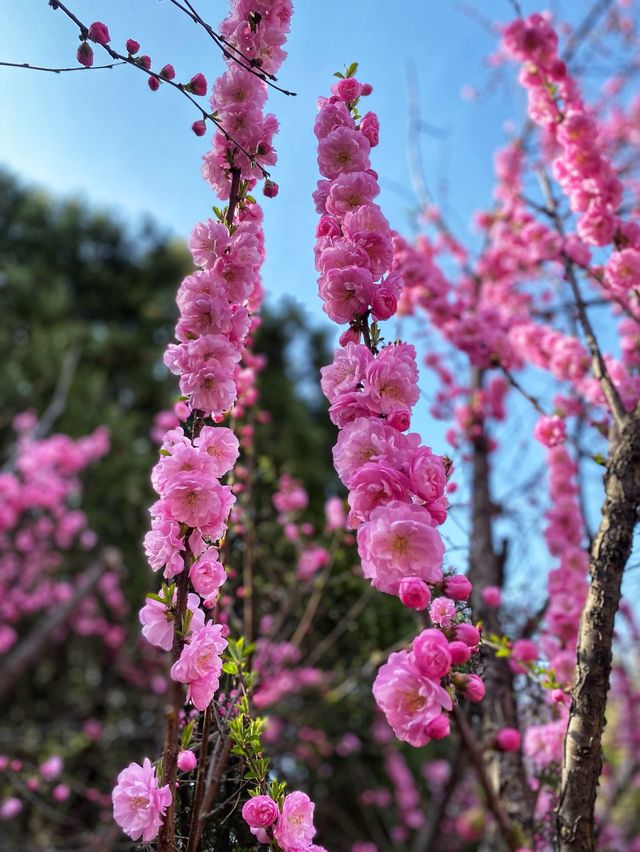 Cherry blossoms in Beijing 