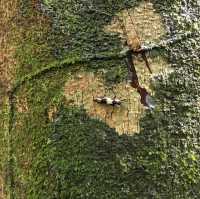 living in the world’s largest rainforest 