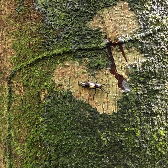 living in the world’s largest rainforest 
