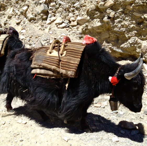 5200m Everest Base Camp