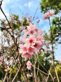 Tai Po Sakura | Tai Po Waterfront Park showcases three types of cherry blossoms.