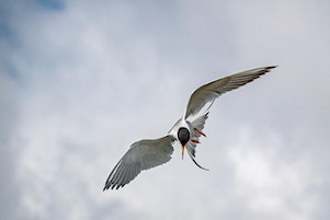 Judy Kramer, Every Bird Has a Story - Art Exhibit Opening | EcoCenter