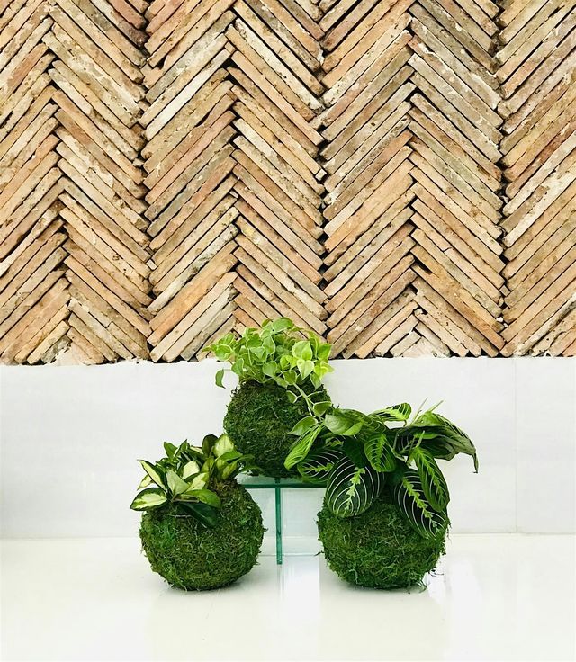 Kokedama Class for Valentine's | Baoshi Food Hall + Bar