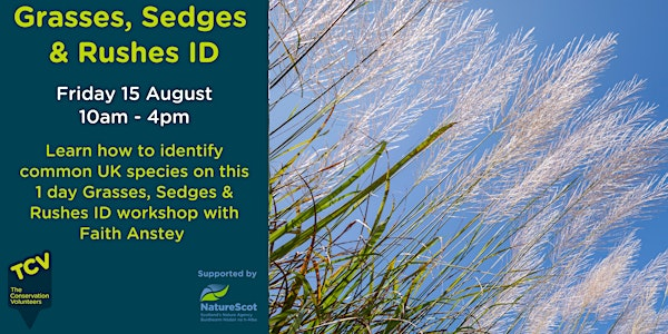 Grasses, Sedges & Rushes ID | Jupiter Urban Wildlife Centre