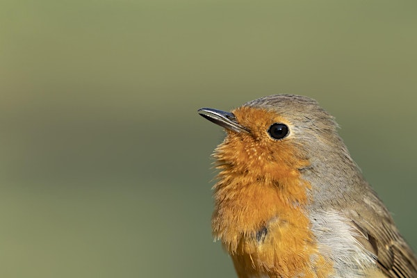 Workshop: Spring wildlife photography (BLC) | Lackford Lakes Nature Reserve