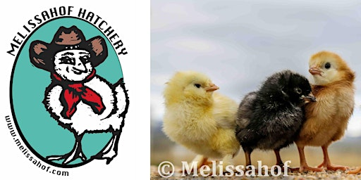 Poultry Keeping: Baby Chick & Laying Hen Care | 101 Lower North Fork Rd