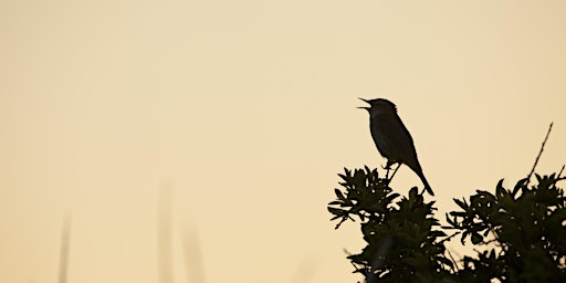 Dawn Chorus at Idle Valley Nature Reserve | Idle Valley Nature Reserve