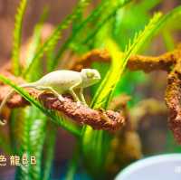 《近距離接觸爬蟲類動物》