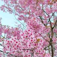 ภูลมโล แปลง2551/3