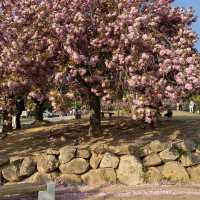 경주 벚꽃은 겹벚꽃이지 🌸