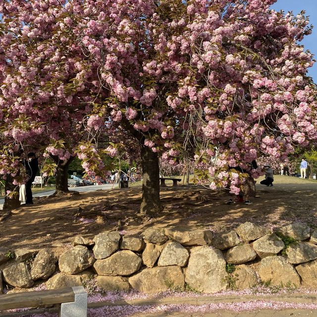 경주 벚꽃은 겹벚꽃이지 🌸 경주 벚꽃은 겹벚꽃이지 🌸