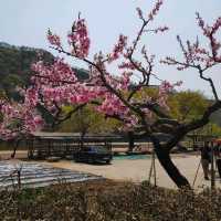 [병산서원] 안동 벚꽃 나들이 가볼만한 곳