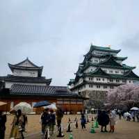 桜が見所🌸満開の特別史跡🏯【名古屋城】✨