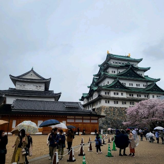 桜が見所🌸満開の特別史跡🏯【名古屋城】✨