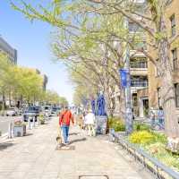 春の日本大通り