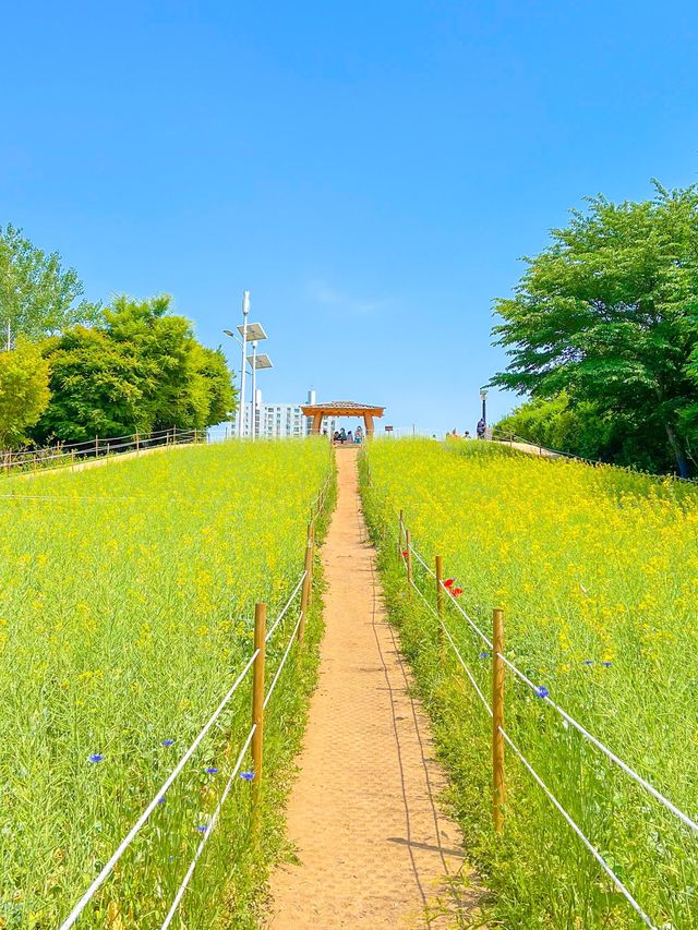 올림픽공원 들꽃마루 유채꽃 만개💛🌼